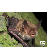 گونه خفاش انگشت دراز Long-fingered Myotis 